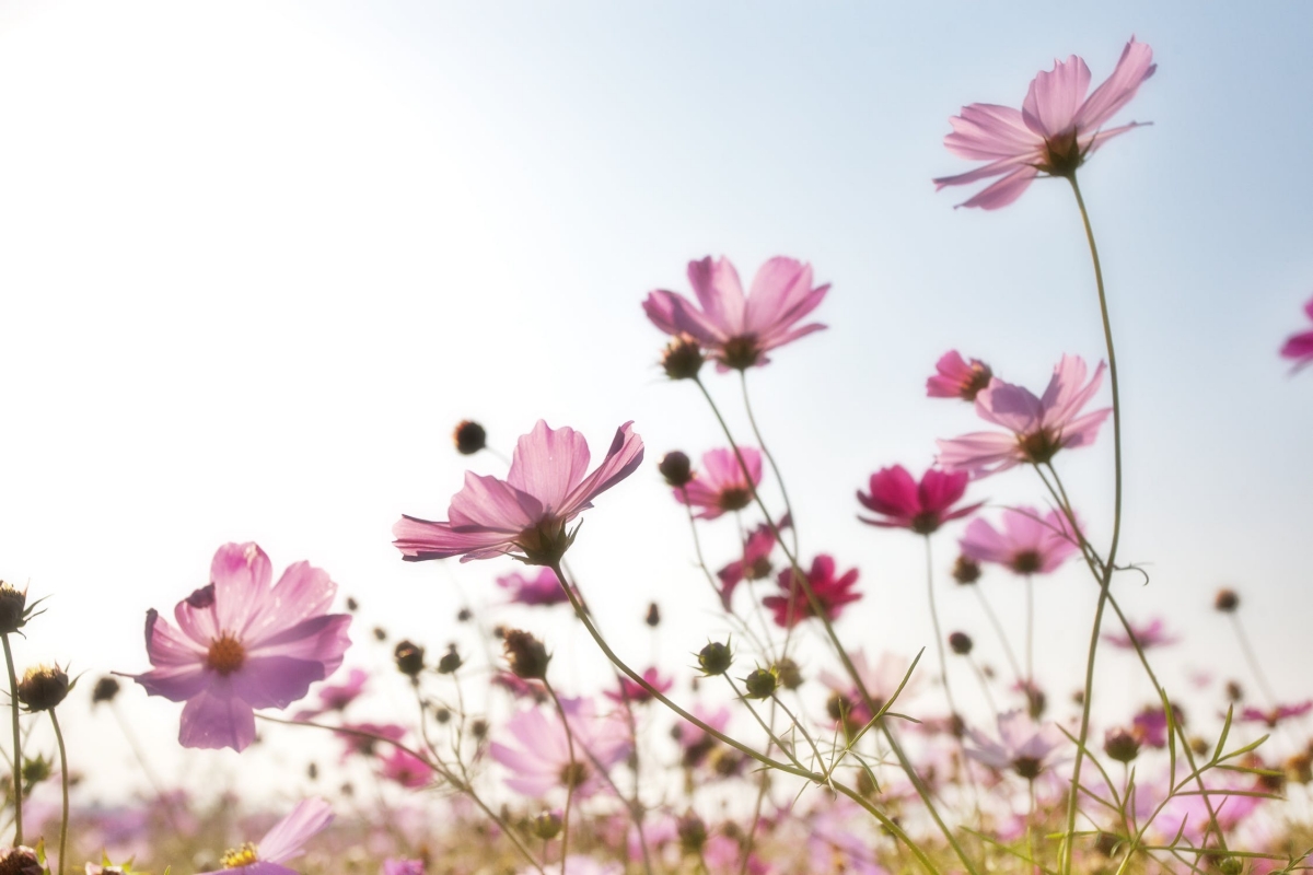 цветы flowers-plants-korea-nature-158756.jpeg