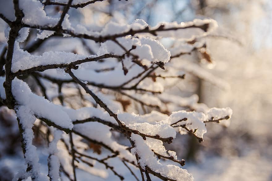 winter-frost-nature-tree-snow.jpg