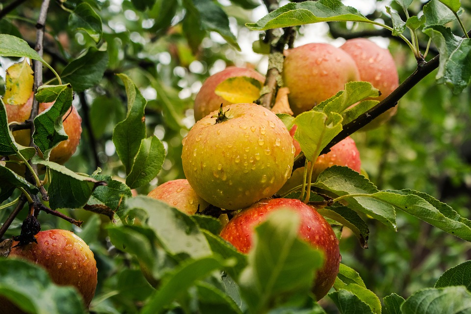 apple-4055926_960_720.jpg