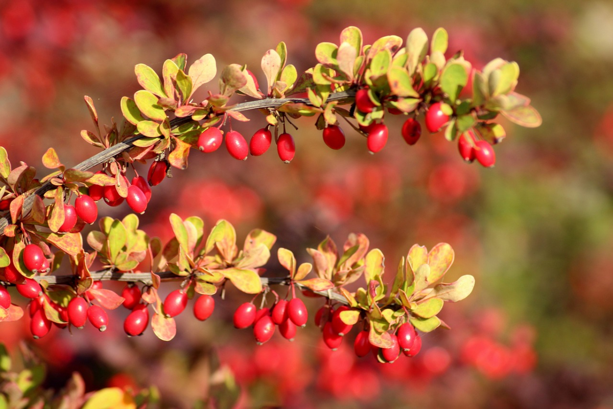 barberry-3733393_1280.jpg barberry-3733393_1280.jpg