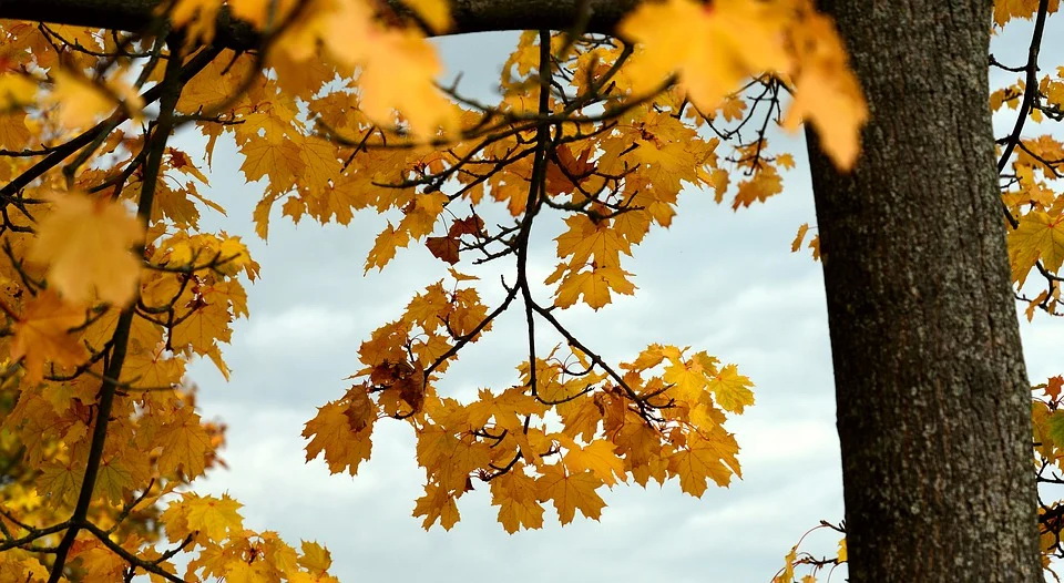 leaves-5667719_960_720.jpg