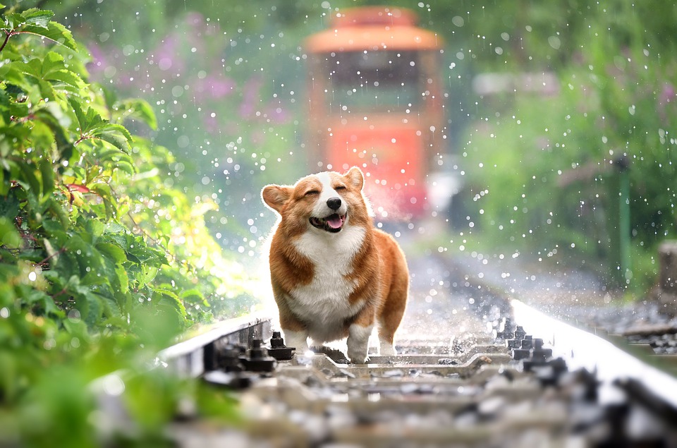 pets-4415649_960_720.jpg