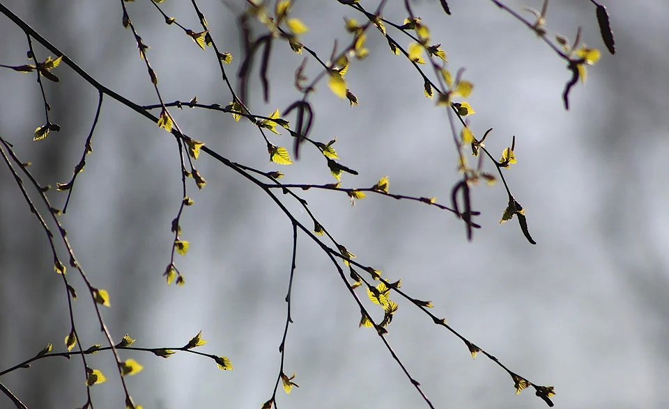 nature-5016245_960_720.jpg