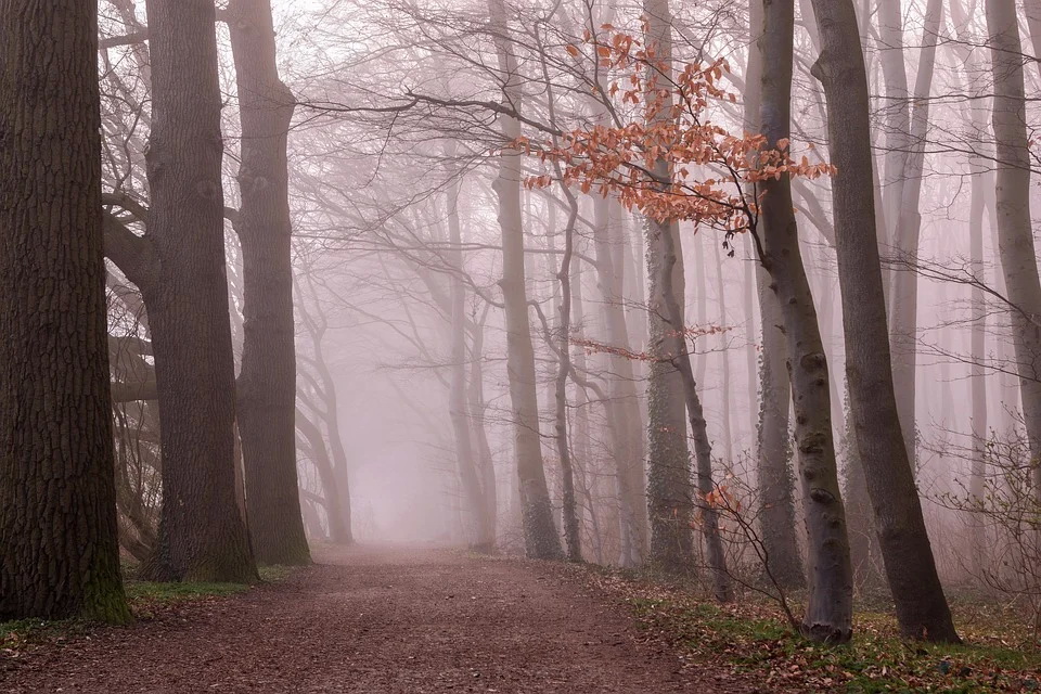 fog-2917232_960_720.jpg fog-2917232_960_720.jpg