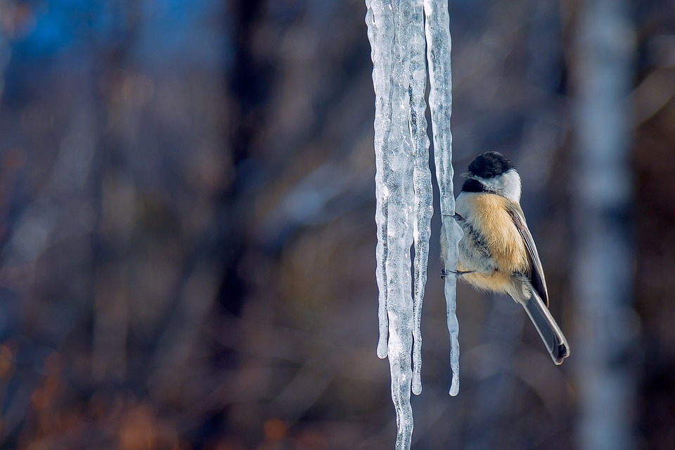 tit-2777731_960_720.jpg tit-2777731_960_720.jpg