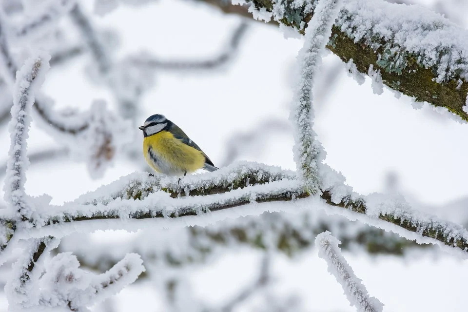 bird-5981360_960_720.jpg bird-5981360_960_720.jpg