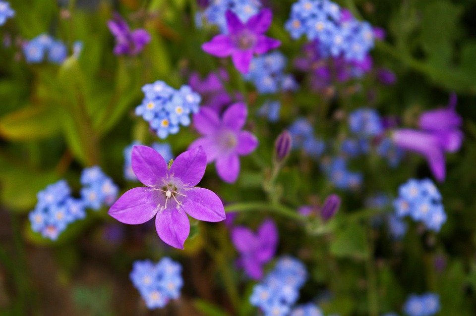 violet-1428500_960_720.jpg