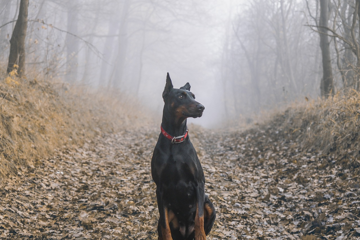 doberman-1177935_1280.jpg doberman-1177935_1280.jpg
