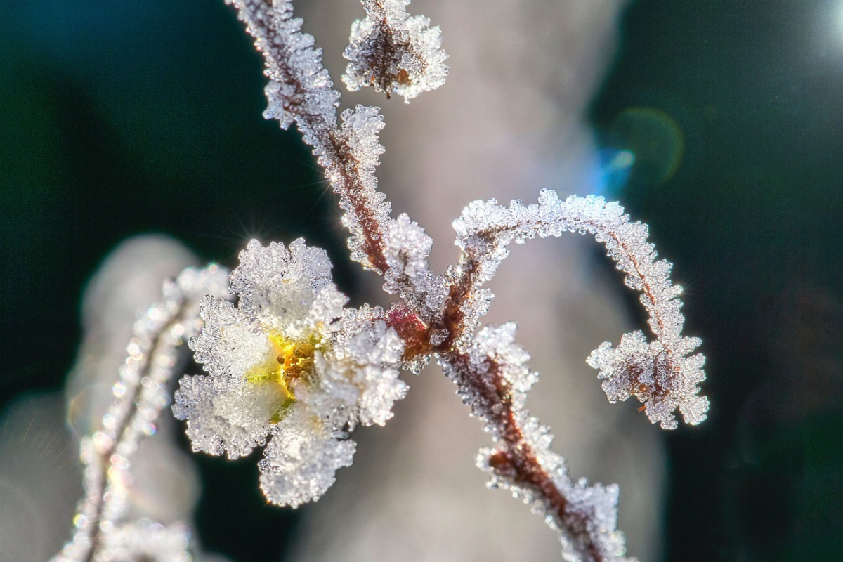 eiskristalle-4814900_1280.jpg