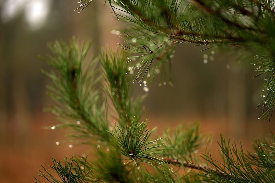 fir-tree-5896673_960_720.jpg fir-tree-5896673_960_720.jpg