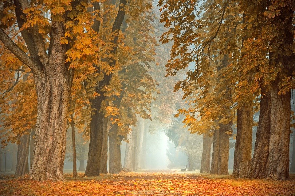 avenue-4591121_960_720.jpg
