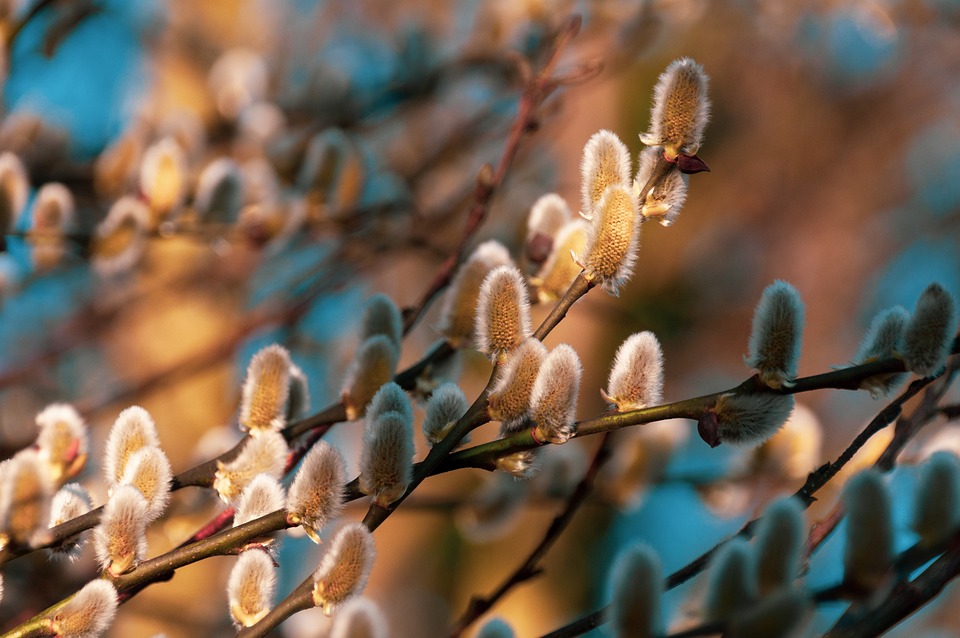 willow-7056494_960_720.jpg