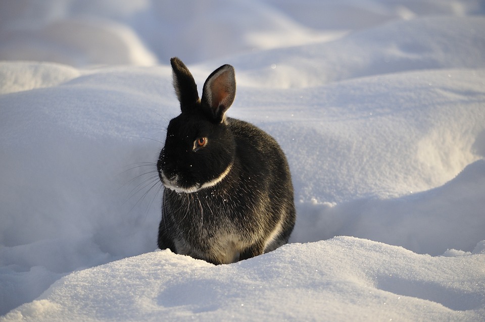 rabbit-2867000_960_720.jpg