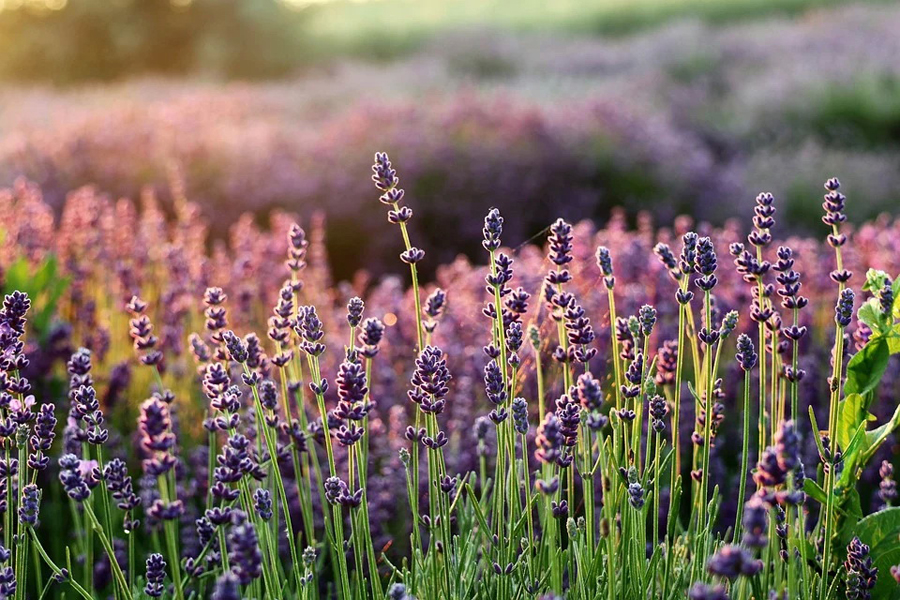lavender-6398425_960_720.jpg