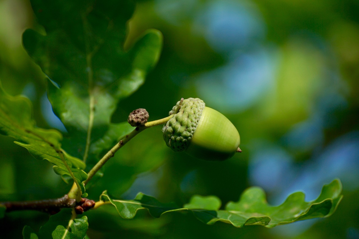 acorn-2555291_1280.jpg acorn-2555291_1280.jpg
