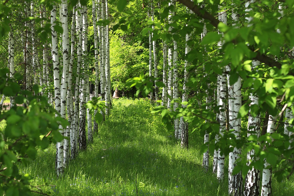 birch-trees-7269226_960_720.jpg birch-trees-7269226_960_720.jpg