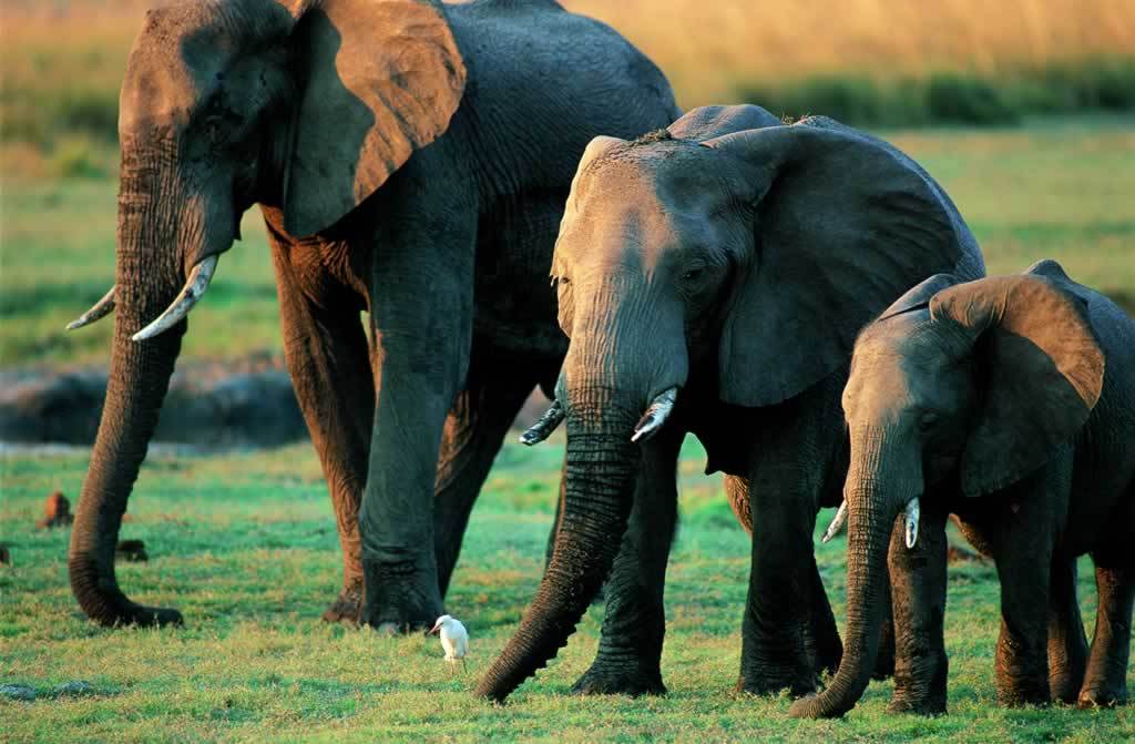africanskii-slon21.jpg
