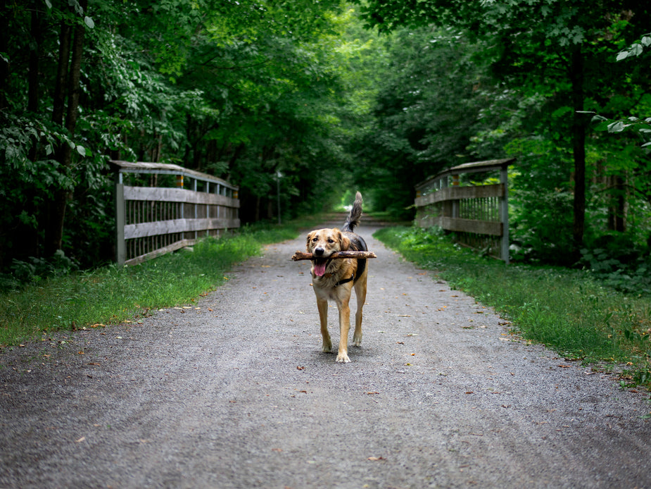 a-dog-with-a-stick-in-the-woods.jpg a-dog-with-a-stick-in-the-woods.jpg