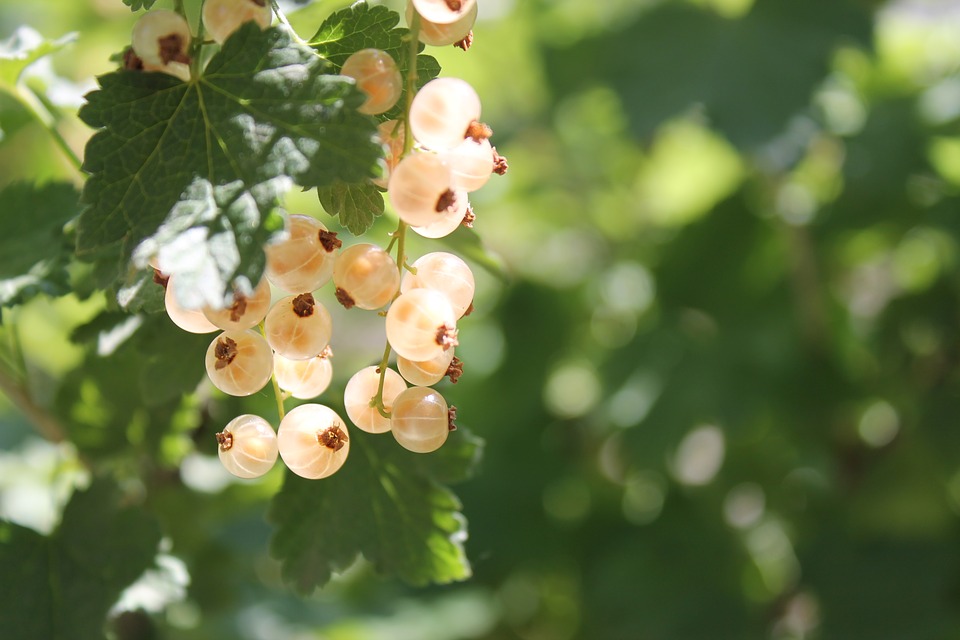 currant-3470683_960_720.jpg currant-3470683_960_720.jpg
