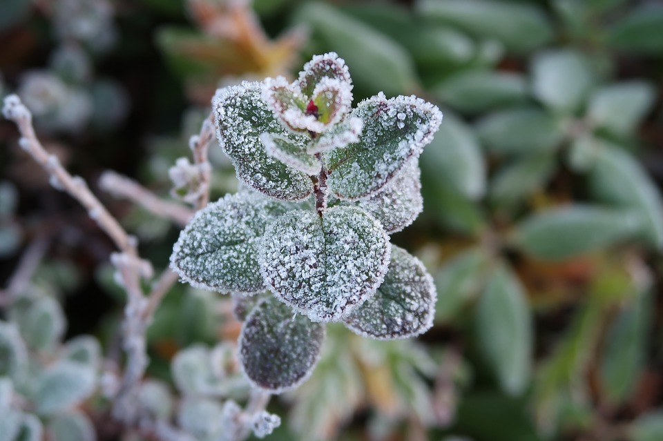 the-first-frost-2751405_960_720.jpg