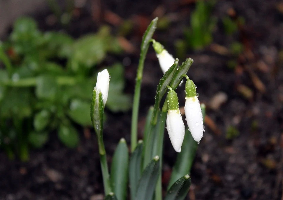 snowdrops-3111093_960_720.jpg