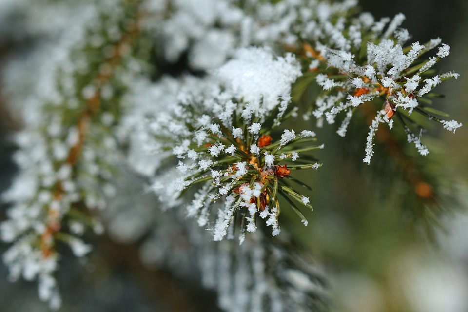 noble-fir-6017982_960_720.jpg