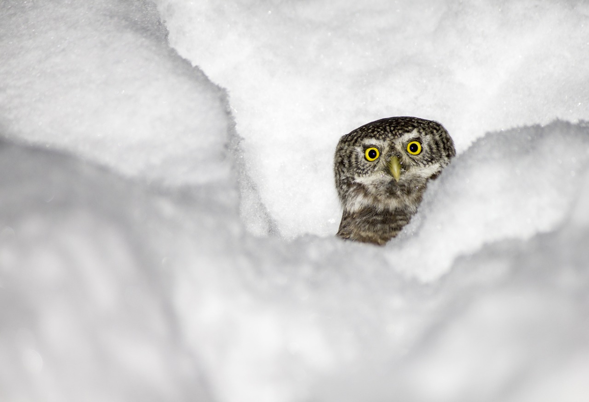 eurasian-pygmy-owl-4788464_1280.jpg