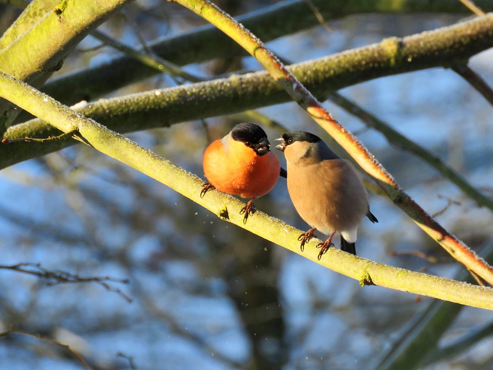 bullfinch-3187941_960_720.jpg