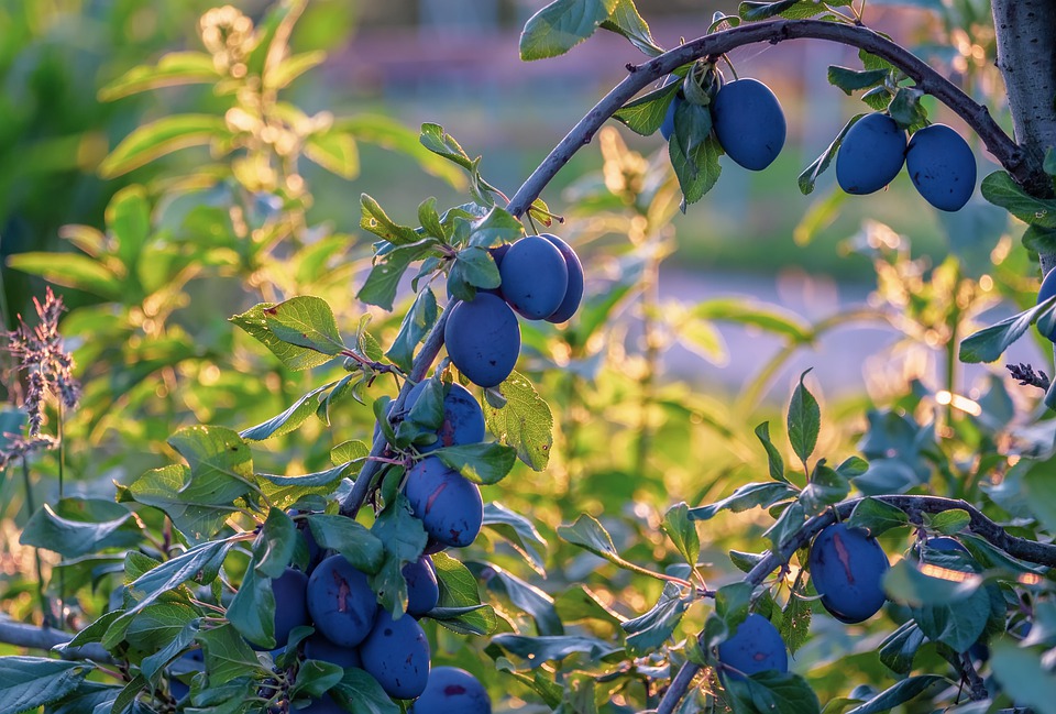 plums-4426444_960_720.jpg plums-4426444_960_720.jpg