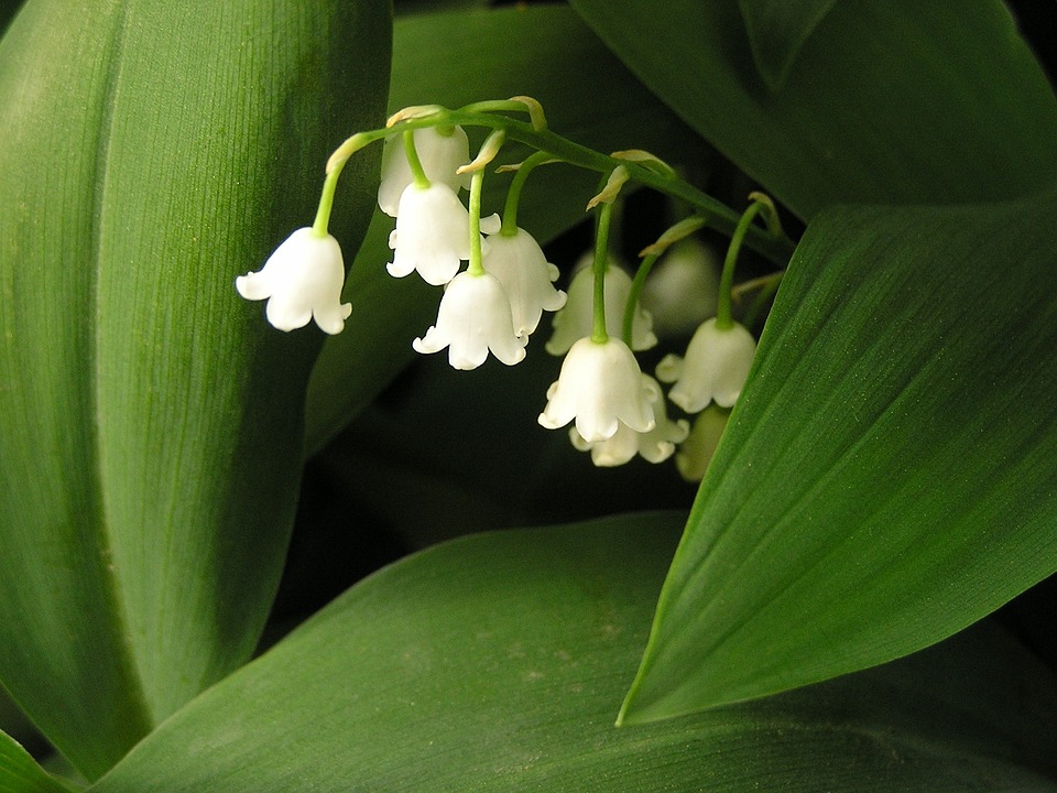 lily-of-the-valley-2258288_960_720.jpg