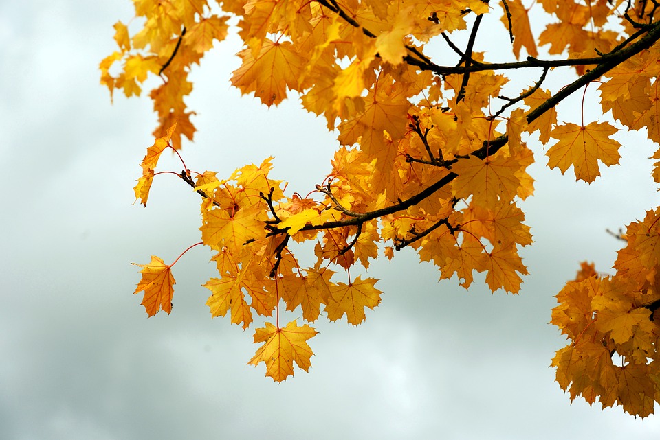 leaves-5667663_960_720.jpg