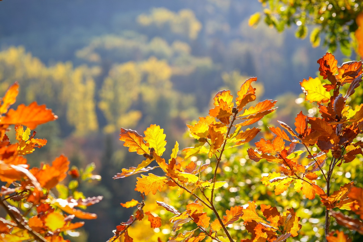 oak-leaves-3747763_1280.jpg oak-leaves-3747763_1280.jpg
