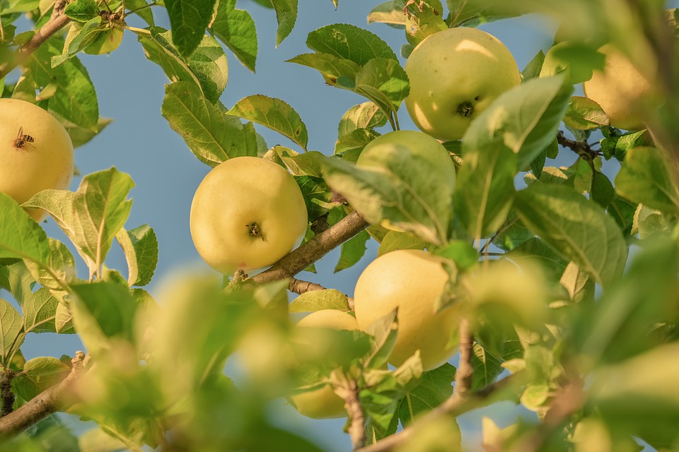 apple-4557865_960_720.jpg