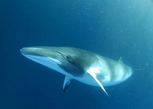 fin-whale4.jpg