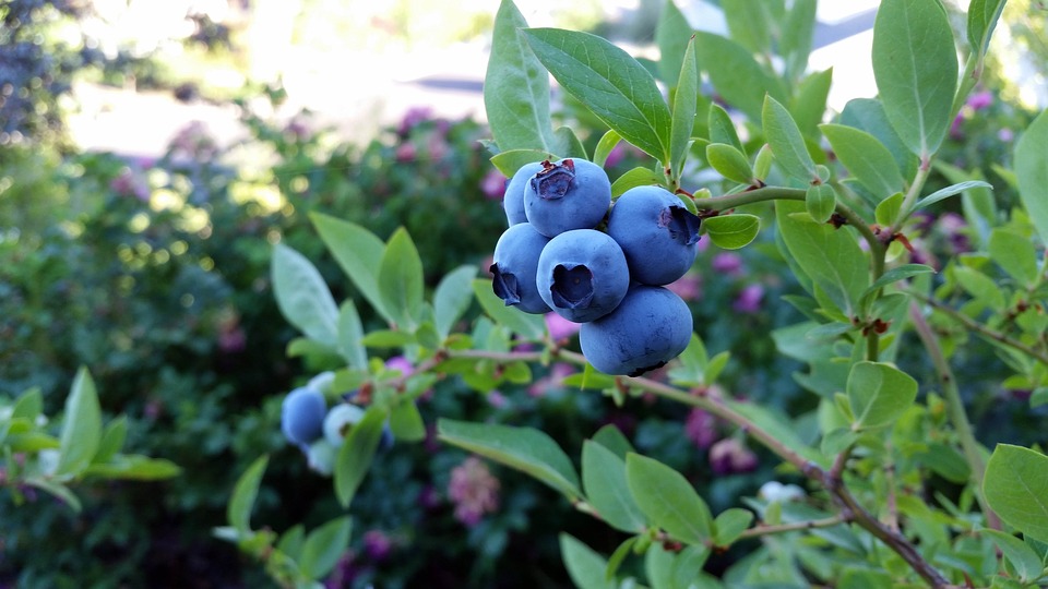 rubel-blueberry-2918485_960_720.jpg