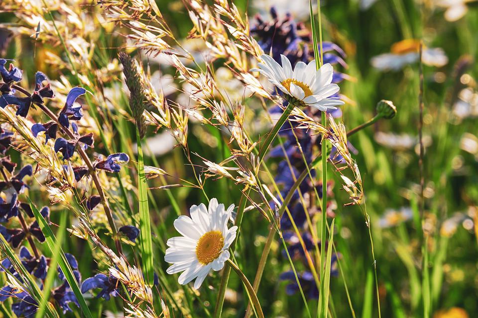 daisies-3430133_960_720.jpg