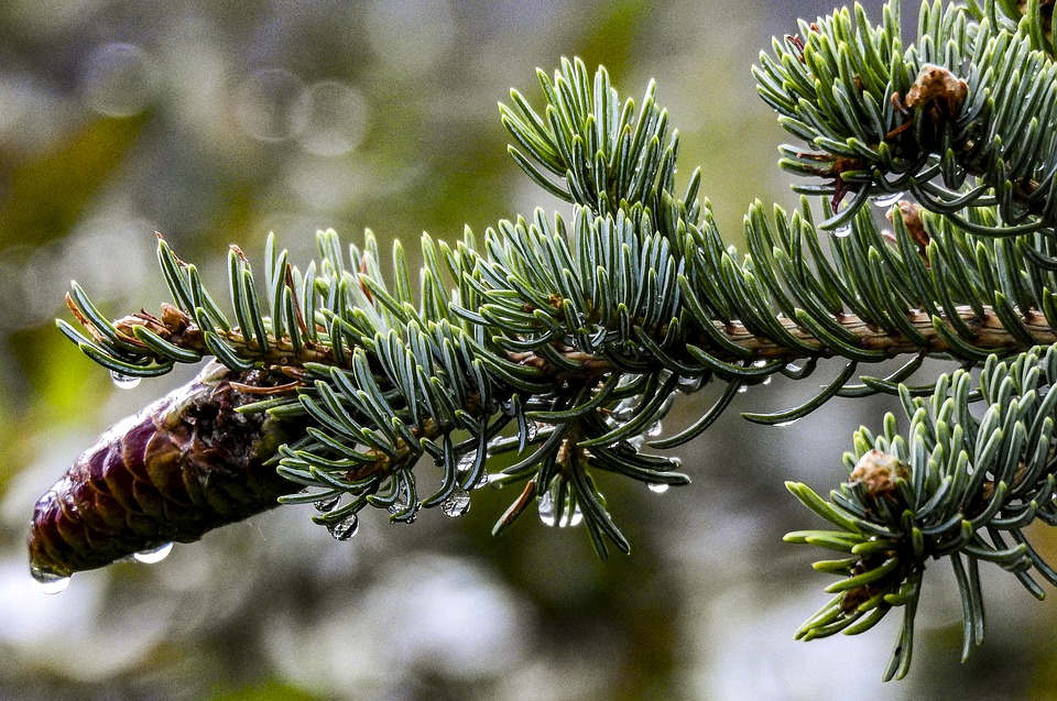 pinecone-4409018_960_720.jpg pinecone-4409018_960_720.jpg