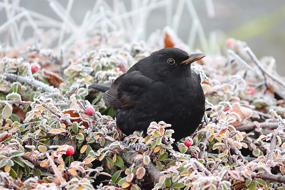 blackbird-4675637_960_720.jpg blackbird-4675637_960_720.jpg