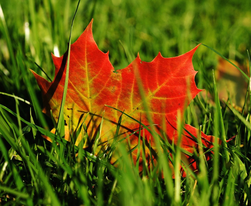 maple-482558_960_720.jpg