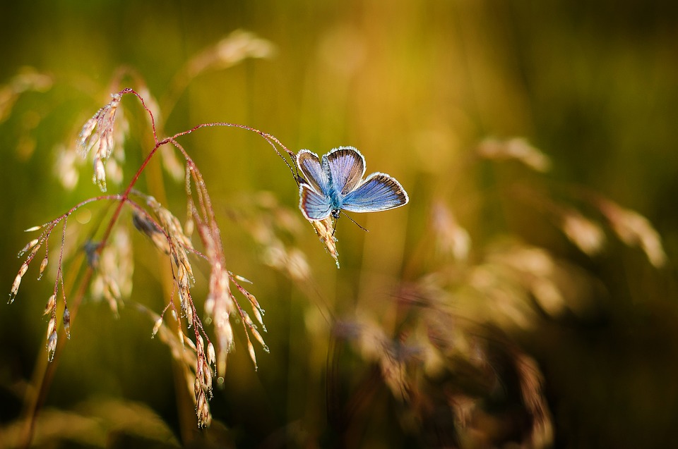 butterfly-1938978_960_720.jpg