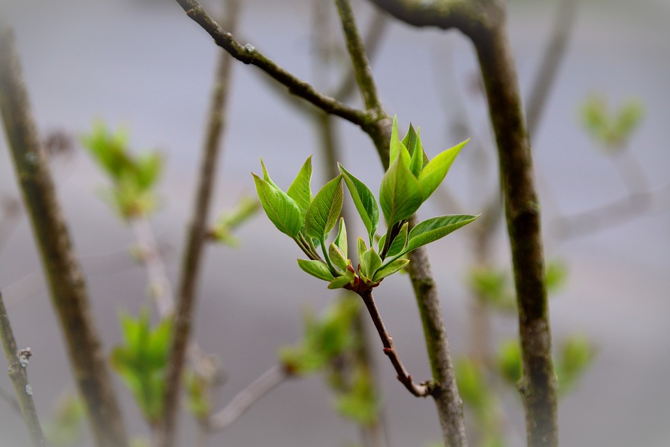 leaves-4112335_960_720.jpg