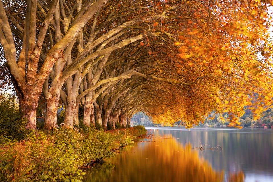 autumn-4667080_960_720.jpg