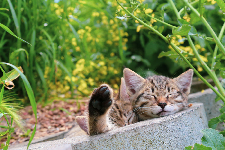 two-kittens-sleeping-with-green-plants-nearby.jpg