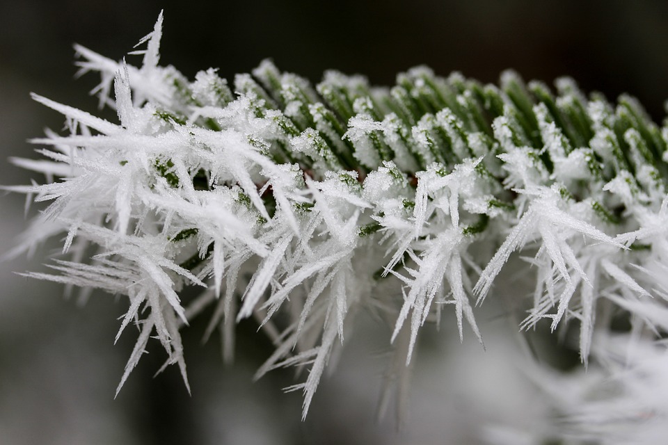 rime-2049571_960_720.jpg