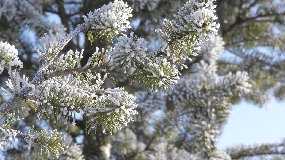 needles-5956345_960_720.jpg