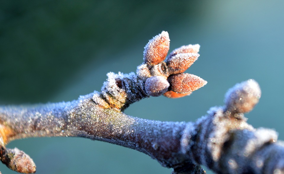 branch-6005479_960_720.jpg