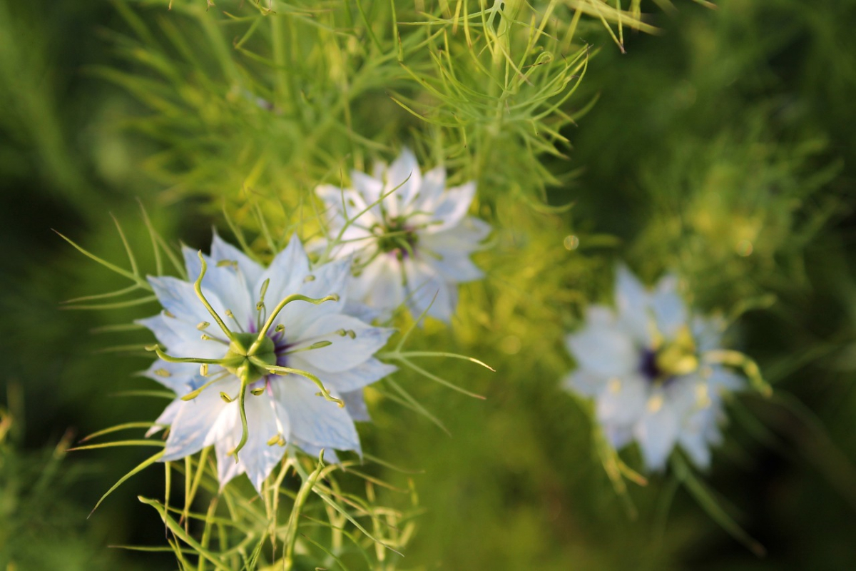 cornflowers-5839091_1280.jpg cornflowers-5839091_1280.jpg