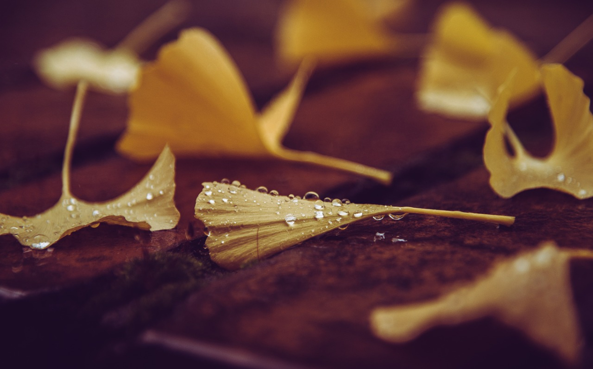 ginkgo-6677838_1280.jpg