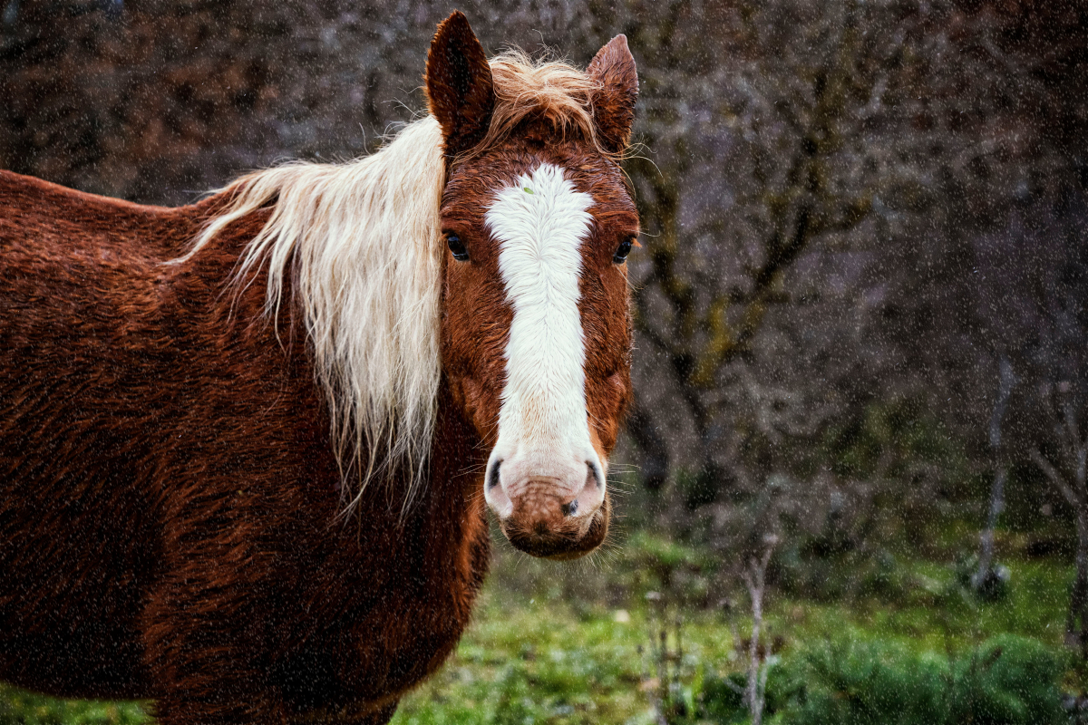 brown-and-white-horse-stands-in-the-rain.jpg