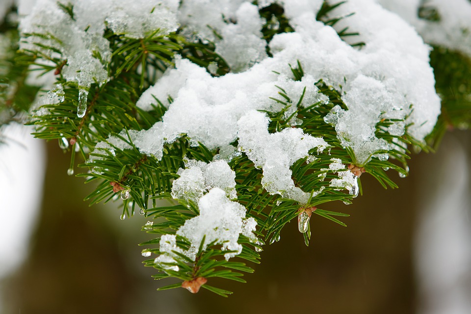 snow-4881571_960_720.jpg